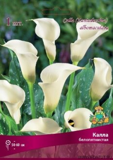 Семена Калла белопятнистая/К Семена Калла белопятнистая/К